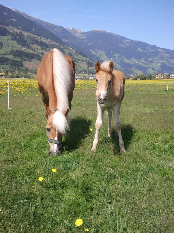 Appartement Larchergut Mayrhofen